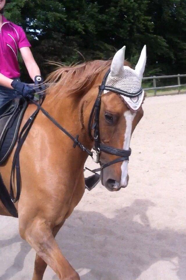 DSP RS Private Dancer - SOLGT billede 1