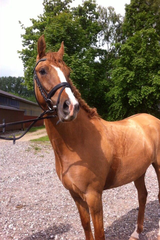 DSP RS Private Dancer - SOLGT billede 7