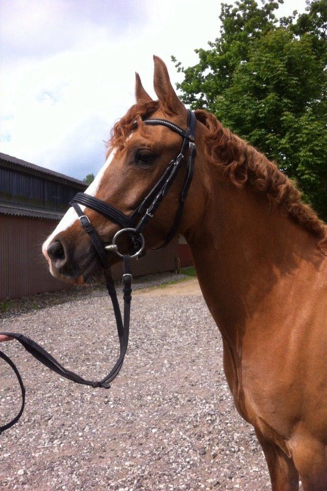 DSP RS Private Dancer - SOLGT billede 8