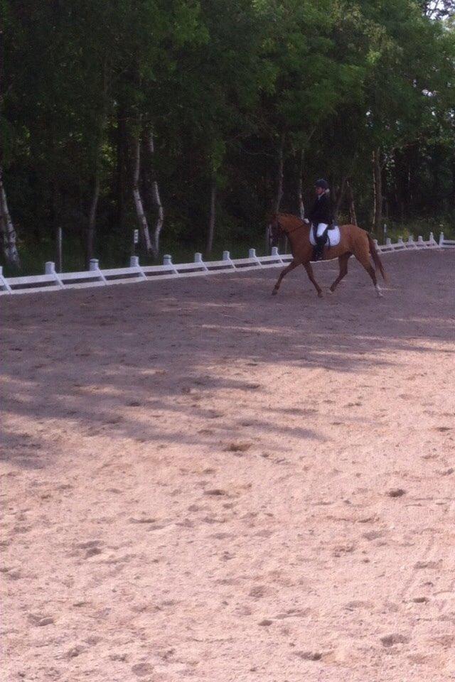 DSP RS Private Dancer - SOLGT billede 12