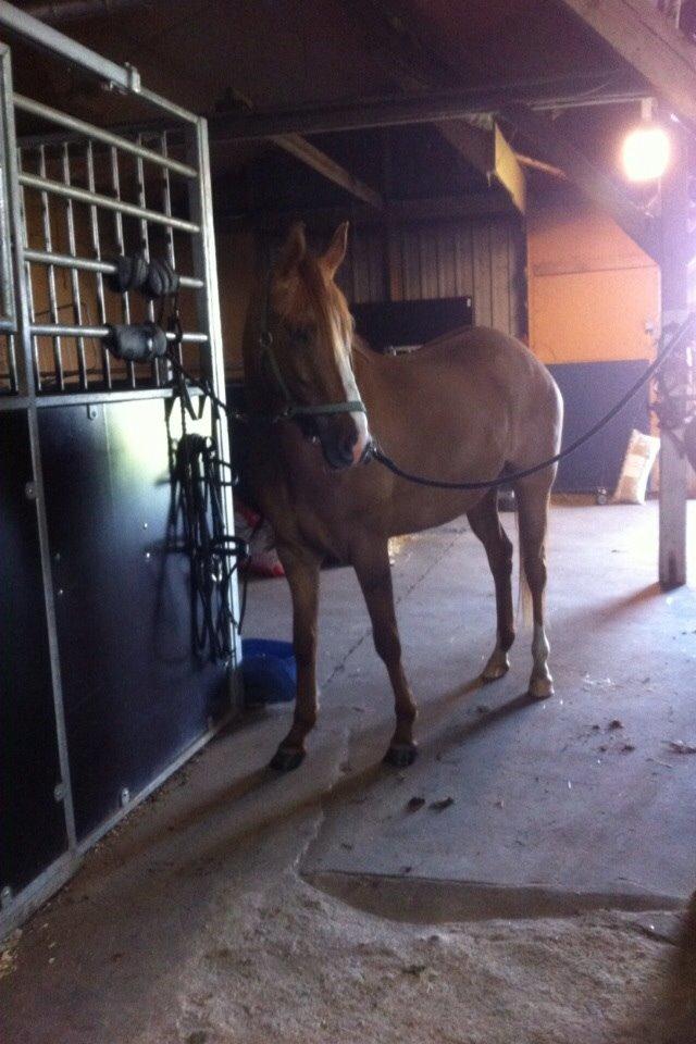 DSP RS Private Dancer - SOLGT billede 13