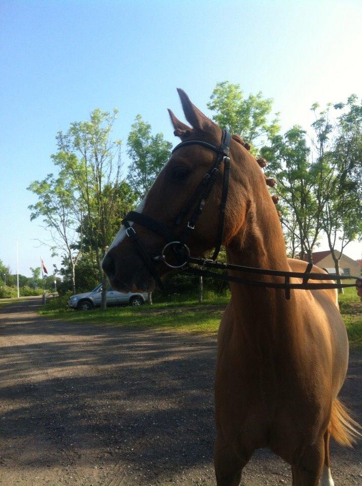 DSP RS Private Dancer - SOLGT billede 14