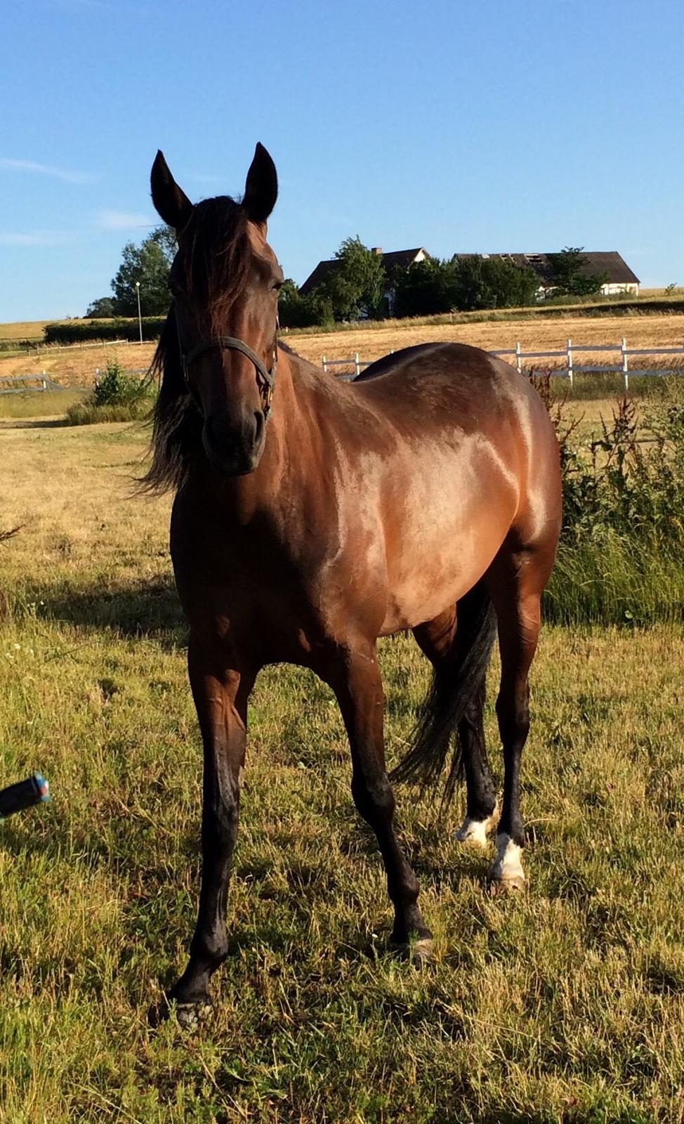 Traver Super Susser billede 2