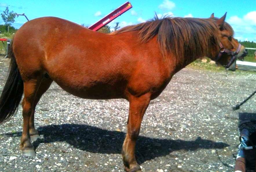 Anden særlig race Waliska - Min lille Waliska, sammen igen efter et år <3 02-07-2014 billede 18