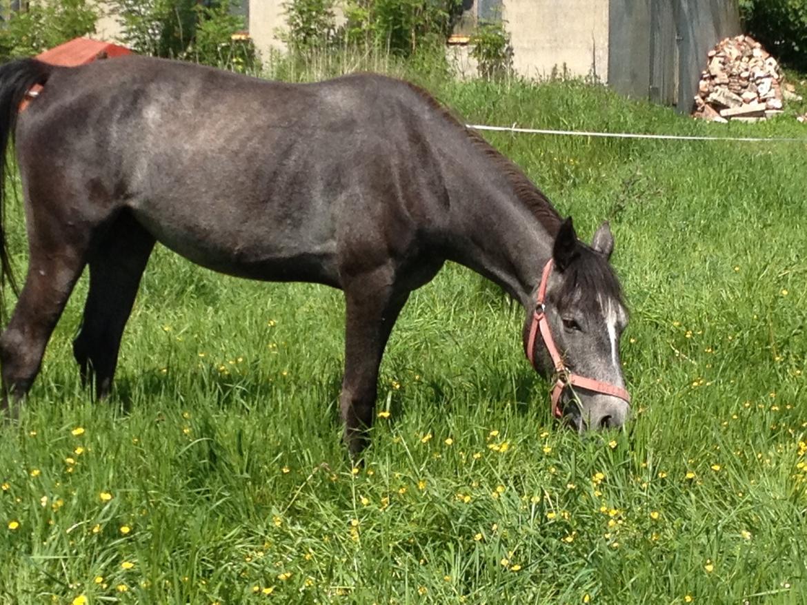 Anden særlig race Bjerregårds Eveline - Sådan hun ser ud nu c: Sommer 2014 billede 2