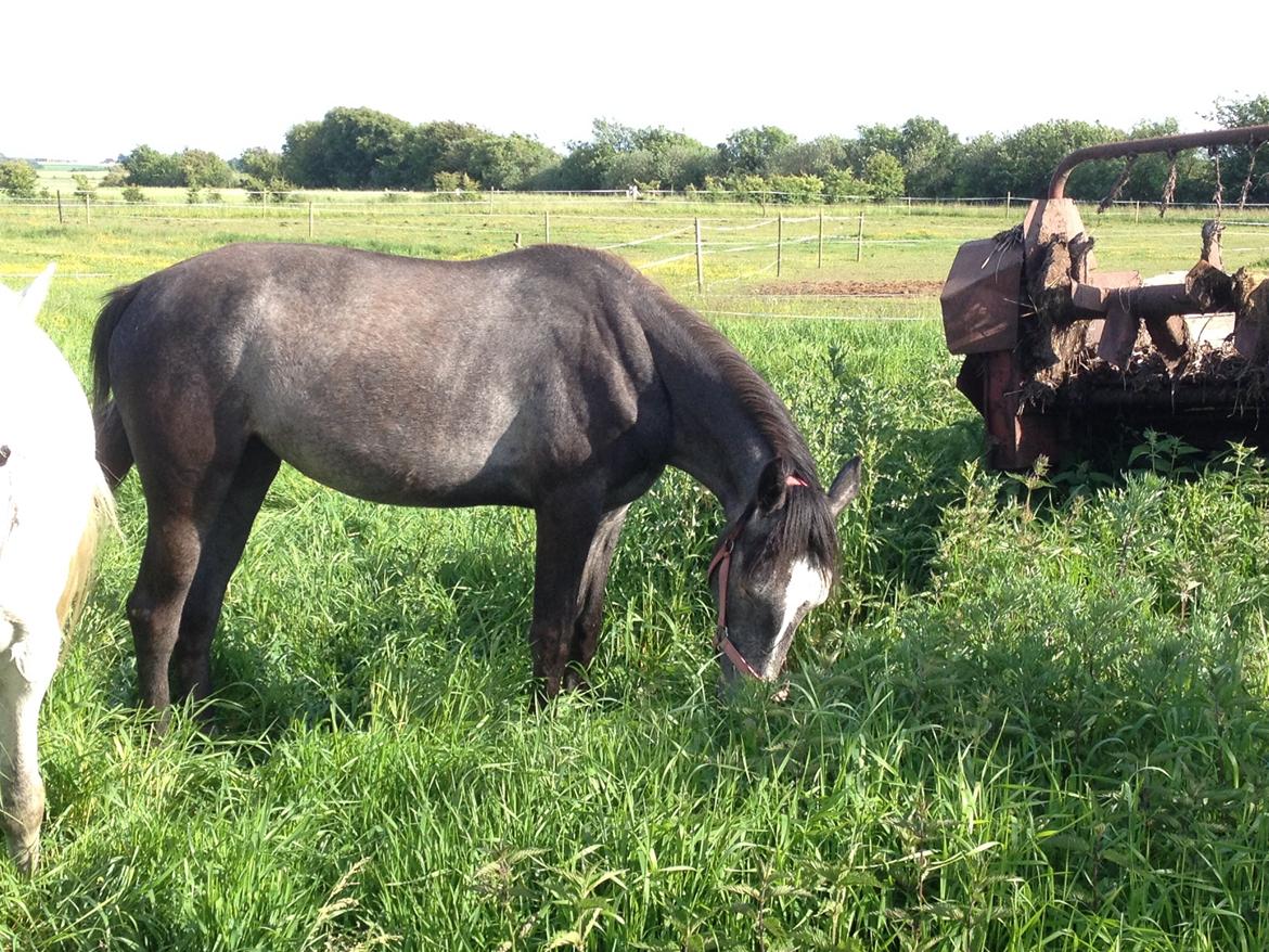 Anden særlig race Bjerregårds Eveline billede 3