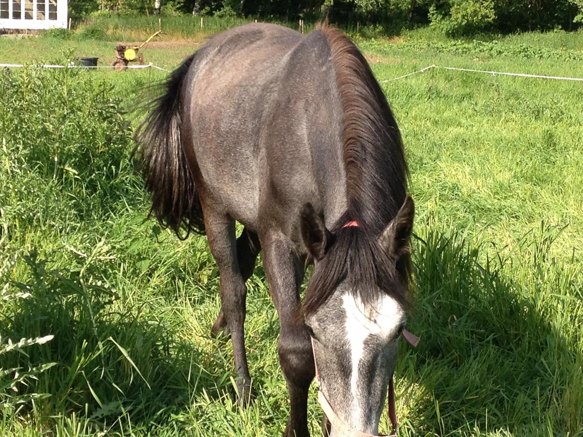 Anden særlig race Bjerregårds Eveline billede 4