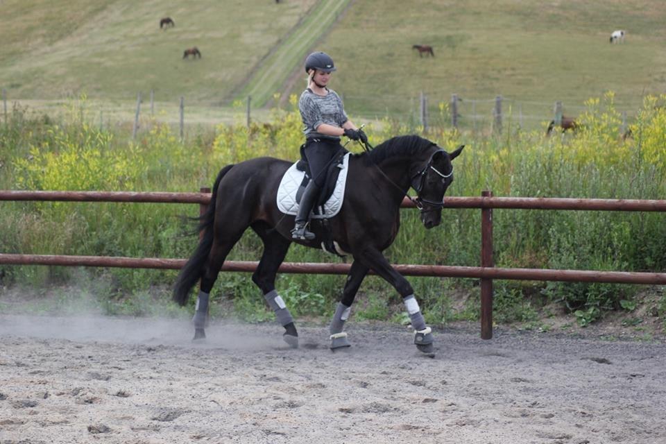 Dansk Varmblod Hefaistos - juni 2014 billede 7