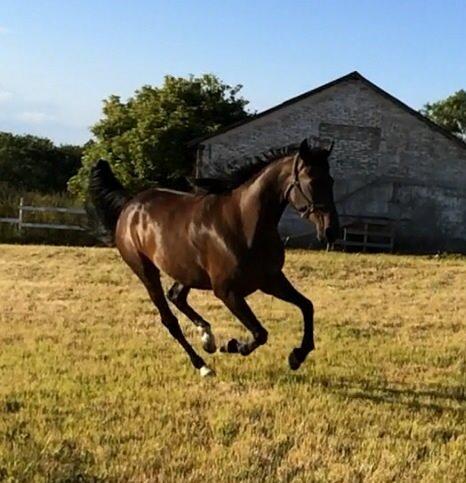 Traver Super Susser billede 3