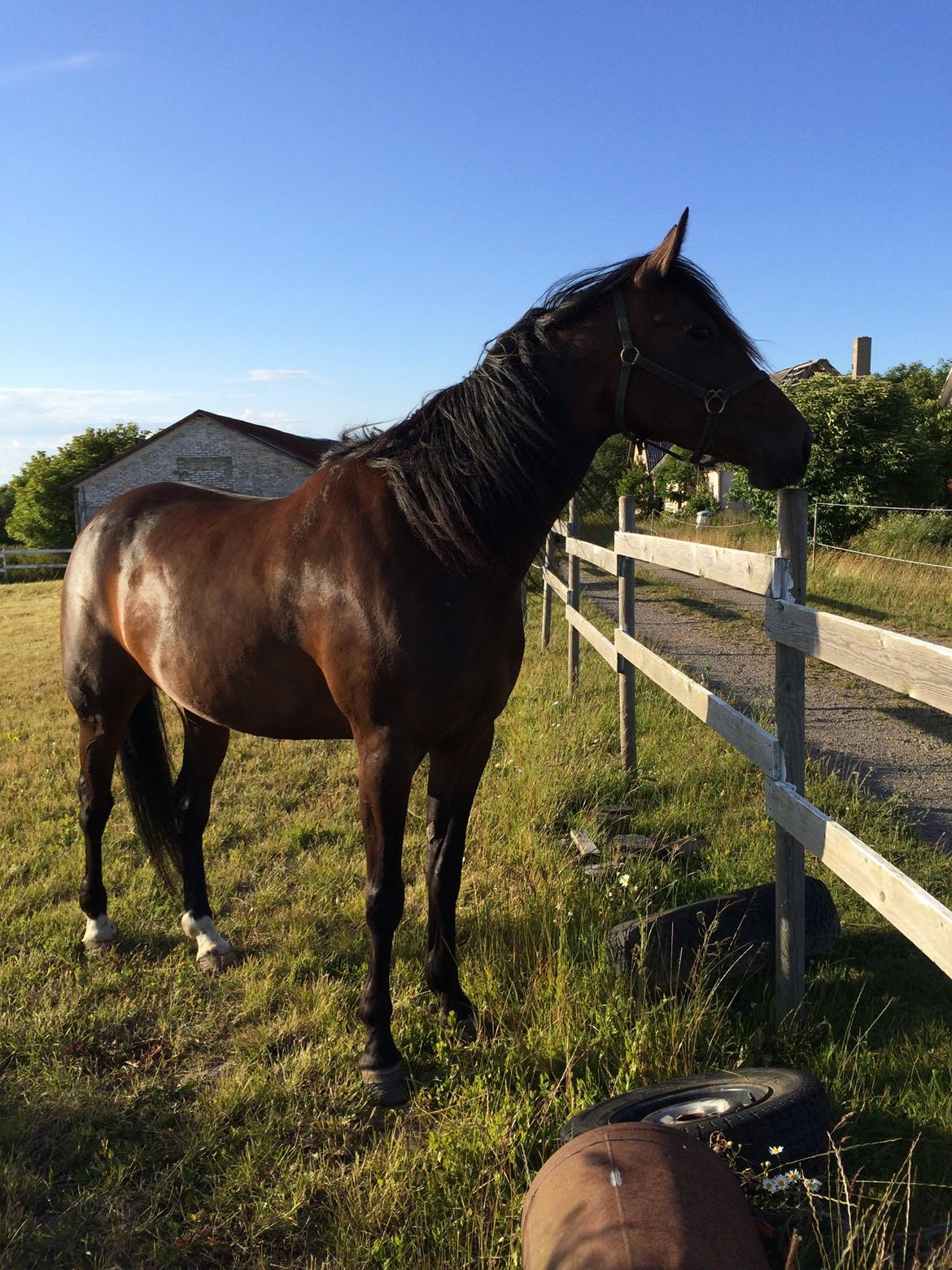 Traver Super Susser billede 5