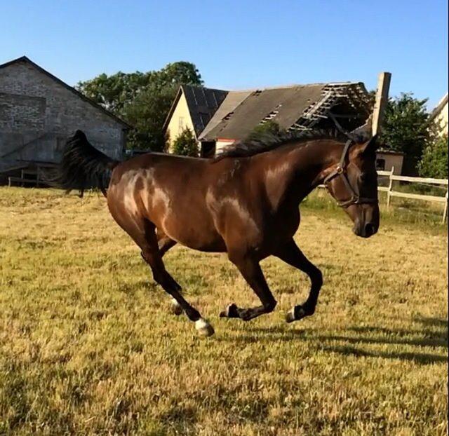 Traver Super Susser billede 4