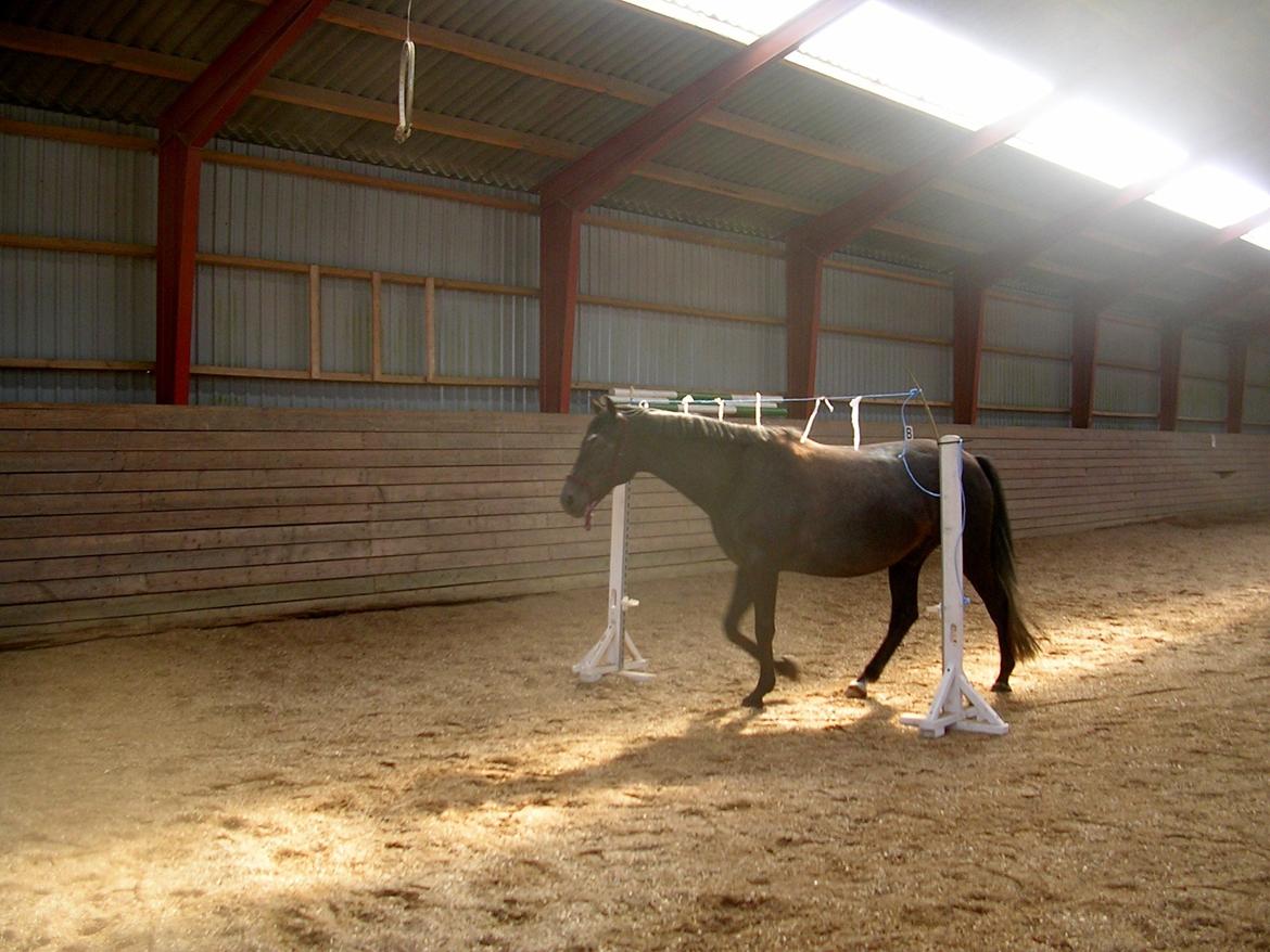Dansk Varmblod Landianos-ø billede 19