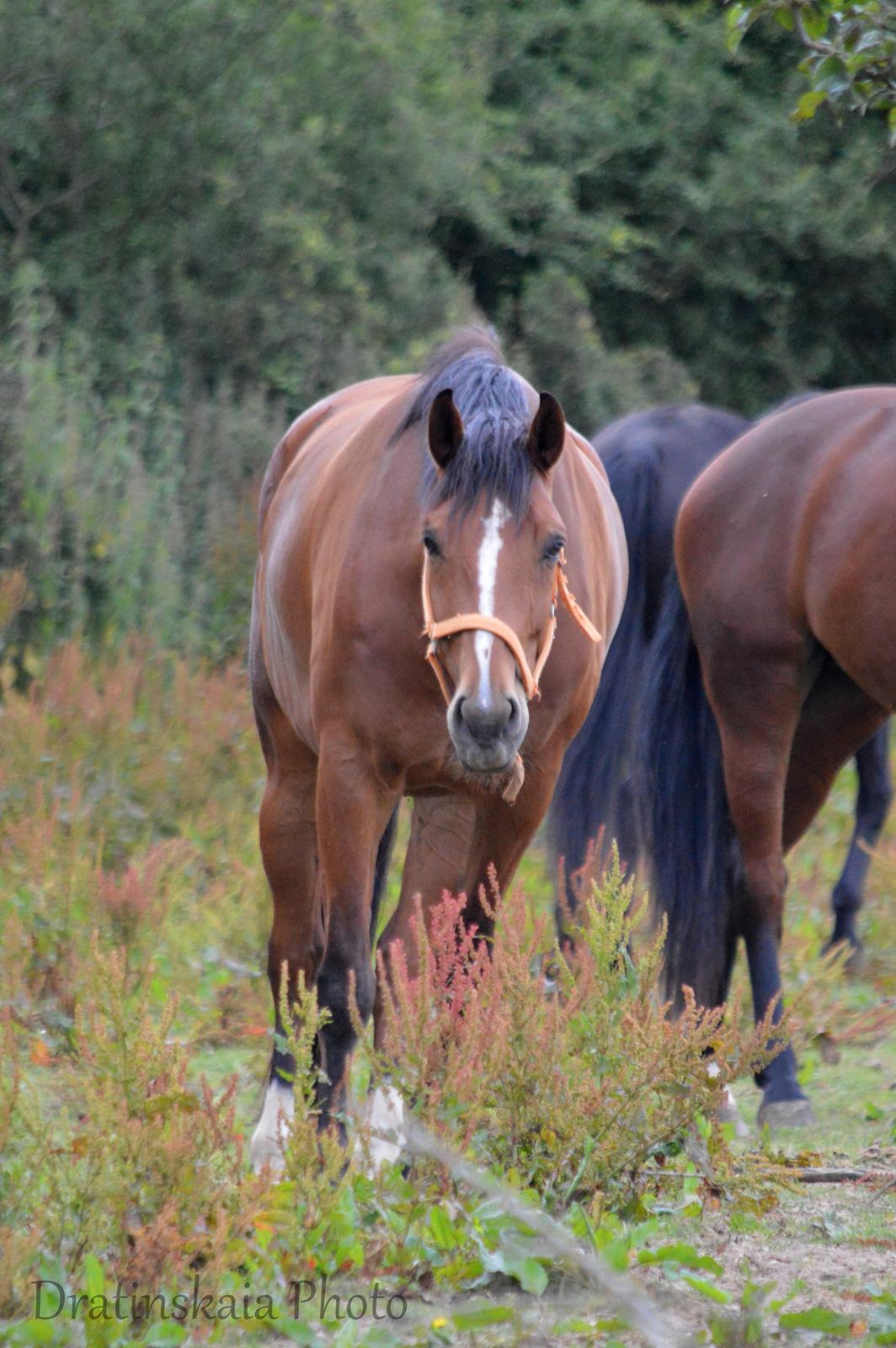Dansk Varmblod Westergaardens Lucky Star billede 6
