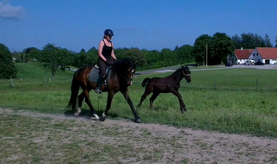 Oldenborg Sjamør Nyholm billede 8