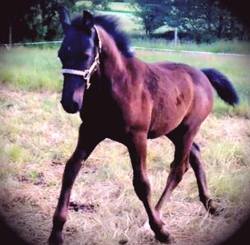 Oldenborg Sjamør Nyholm billede 10