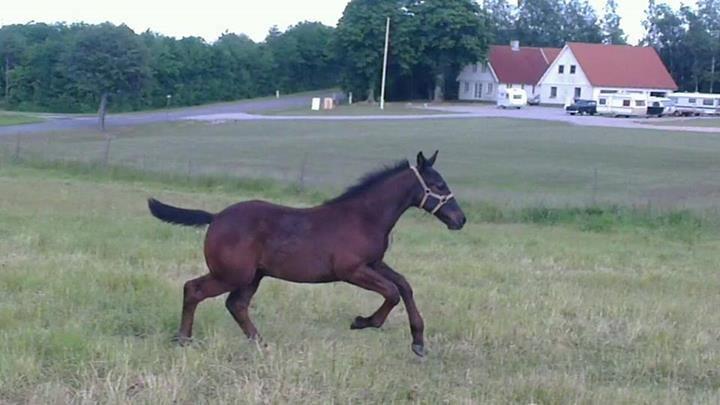Oldenborg Sjamør Nyholm billede 11