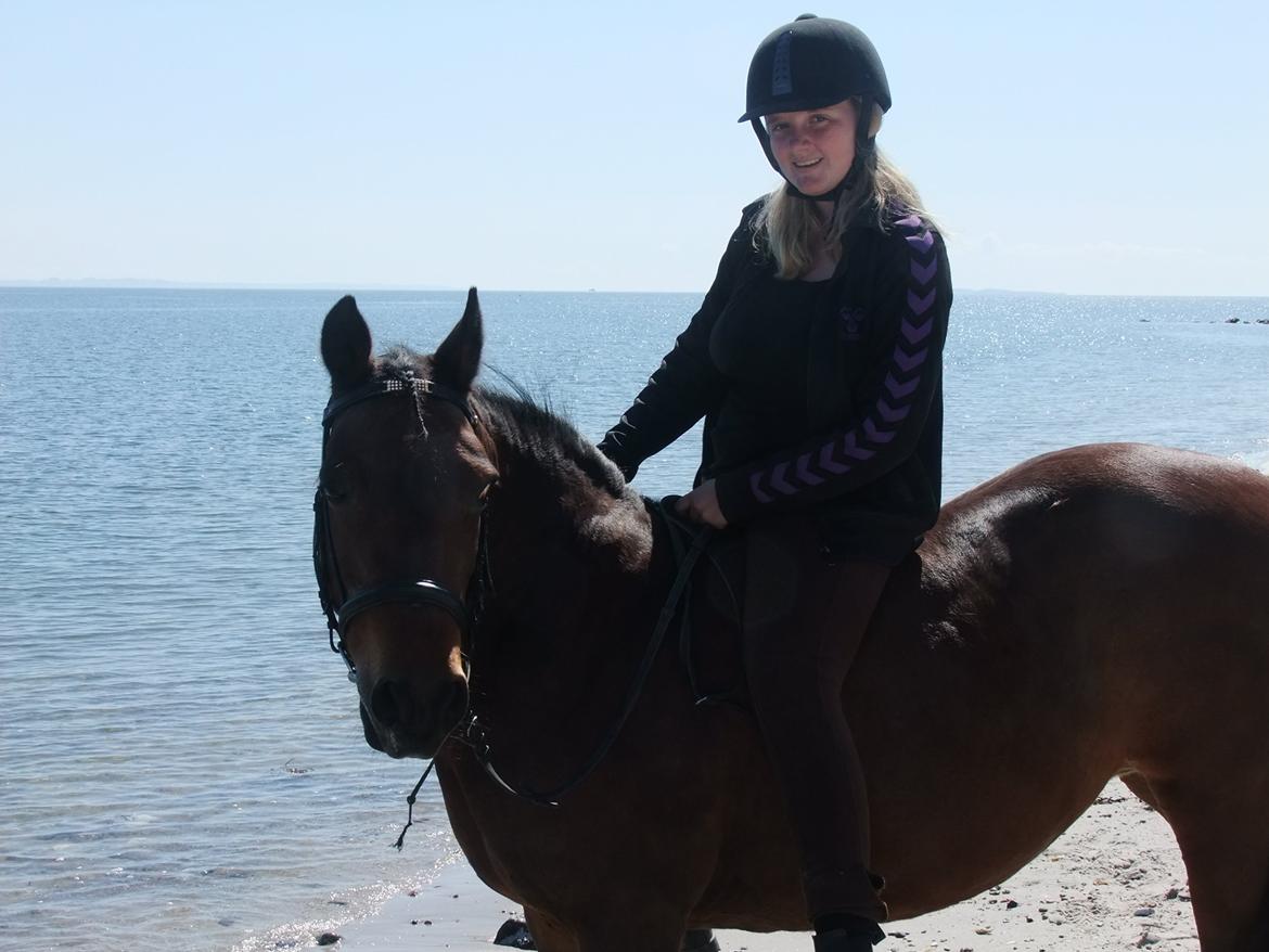 New Forest Cayenne  - Nuttede pony billede 5