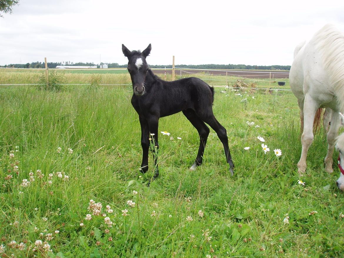 Welsh Mountain (sec A) Athene billede 9