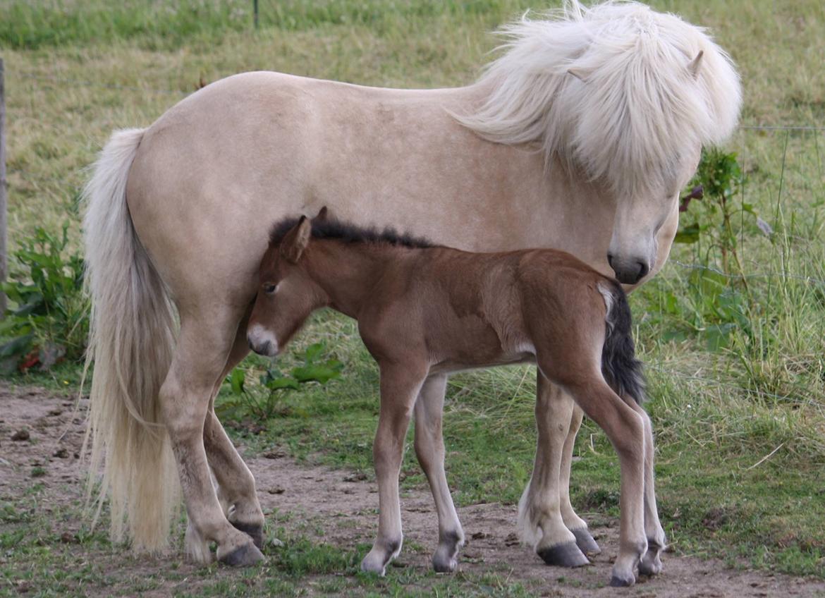 Islænder Sjúss fra Hvergi billede 2