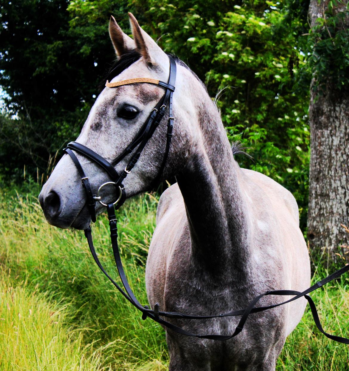 Anden særlig race SG Dusty Dakota  - På gåtur forår 2014 billede 8