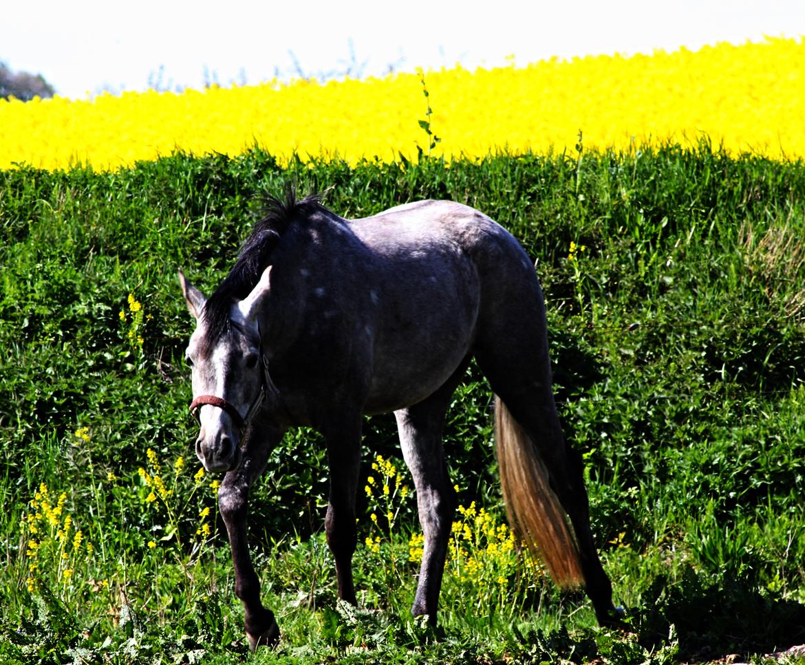 Anden særlig race SG Dusty Dakota  - Dusty på fold i maj 2014 billede 5