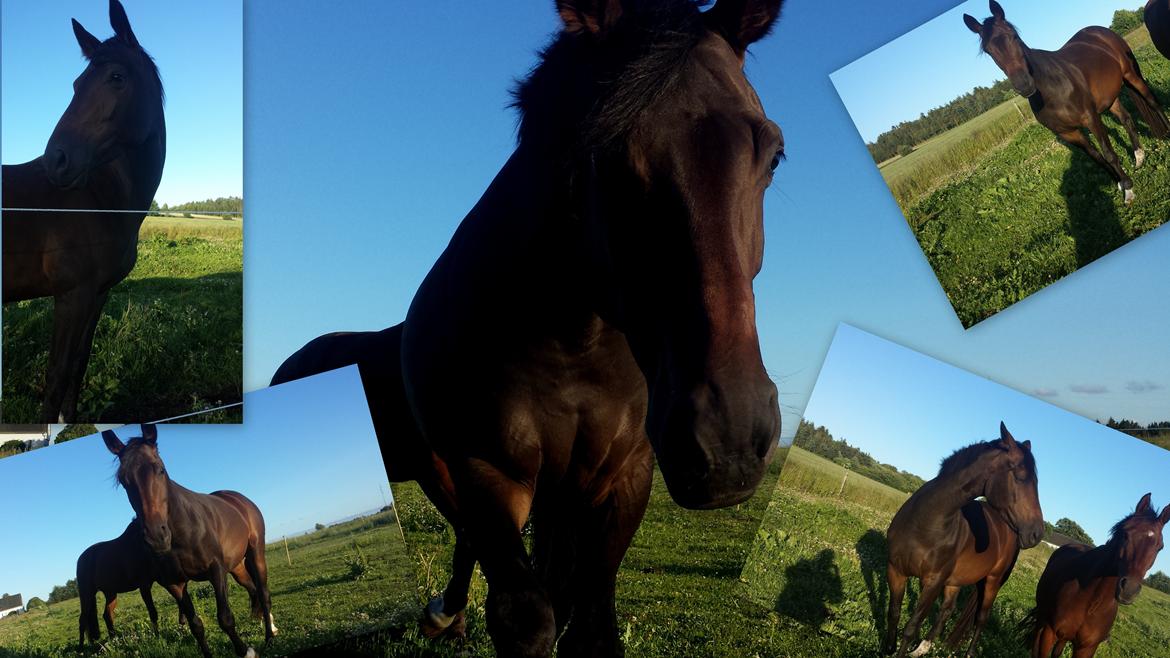 Dansk Varmblod Zena - SOLGT -RIP  :'( billede 1