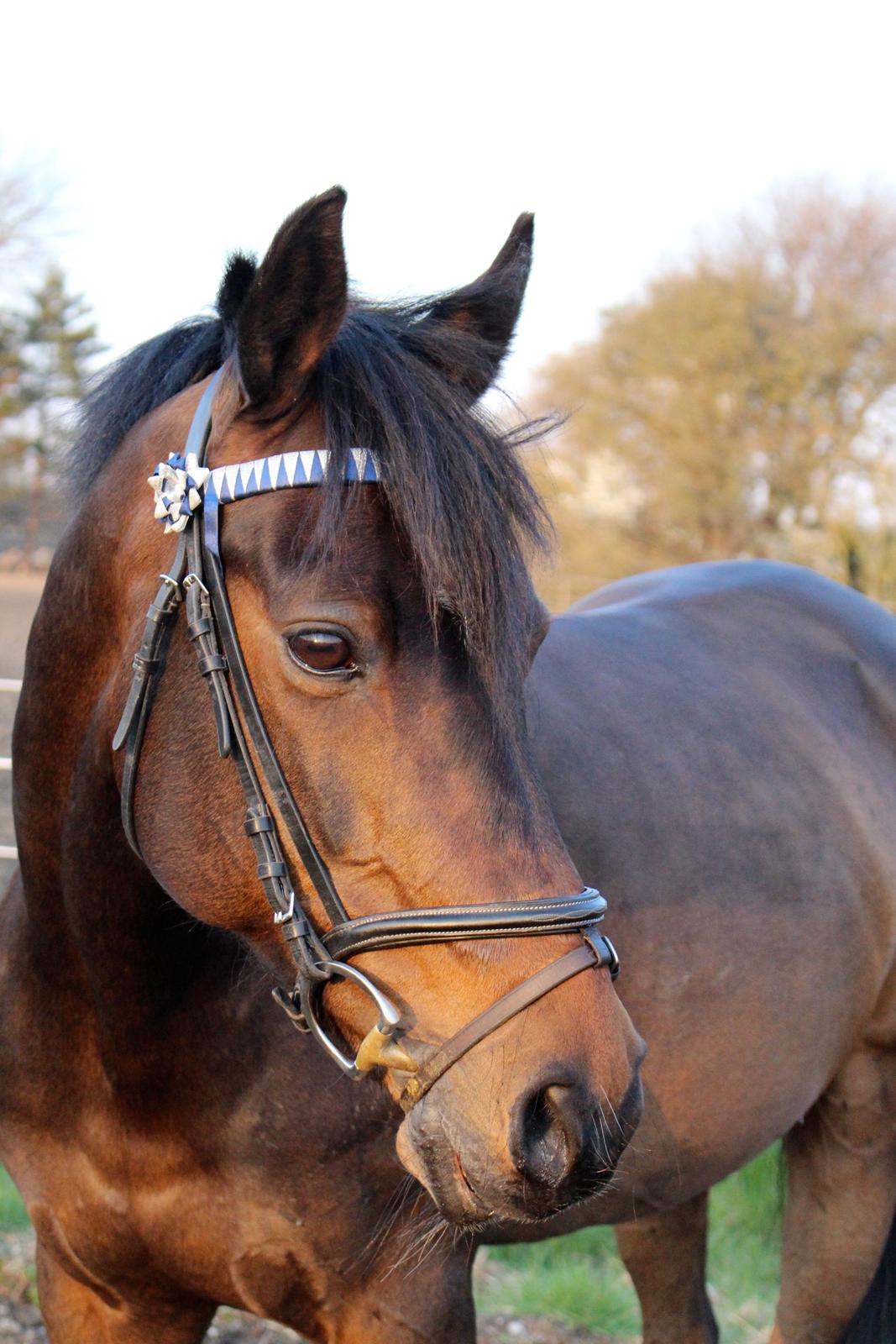 Tysk Sportspony Verdi - velkommen til smukke Verdi's profil! læg gerne en kommentar eller bedømmelse, det sætter jeg pris på :) billede 1