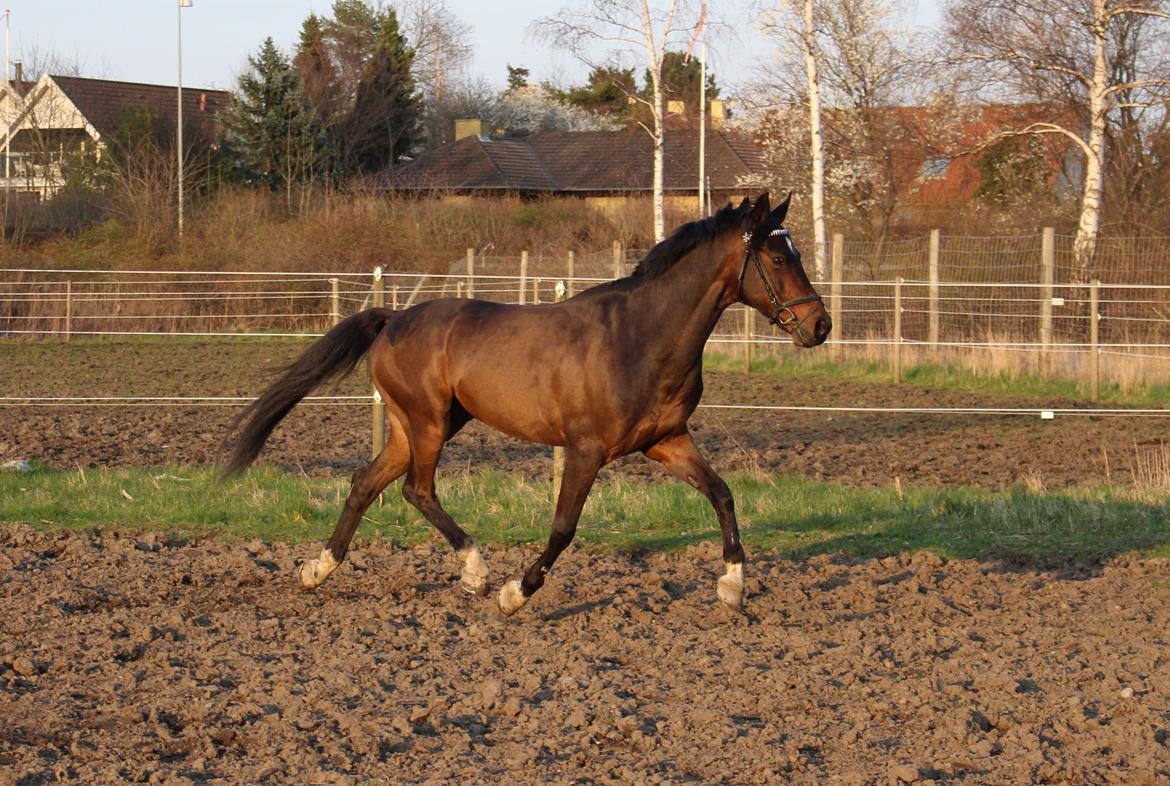 Tysk Sportspony Verdi - smukke pony :) en af de sidste dage jeg havde med ham.. billede 18