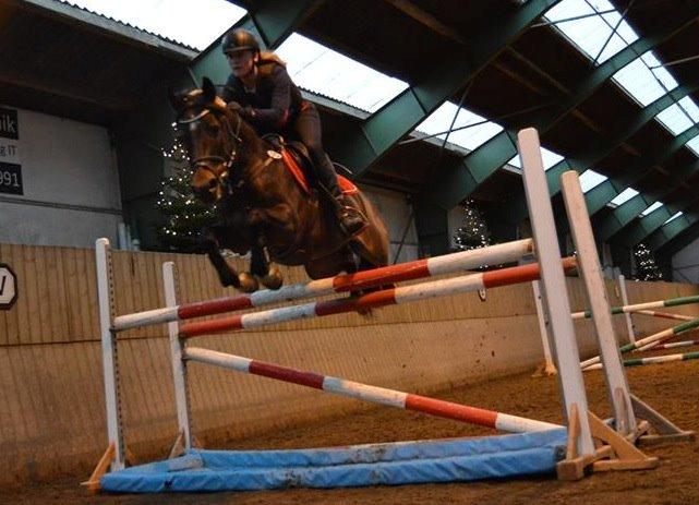 Tysk Sportspony Verdi - springtræning Marts 2014 :D billede 11