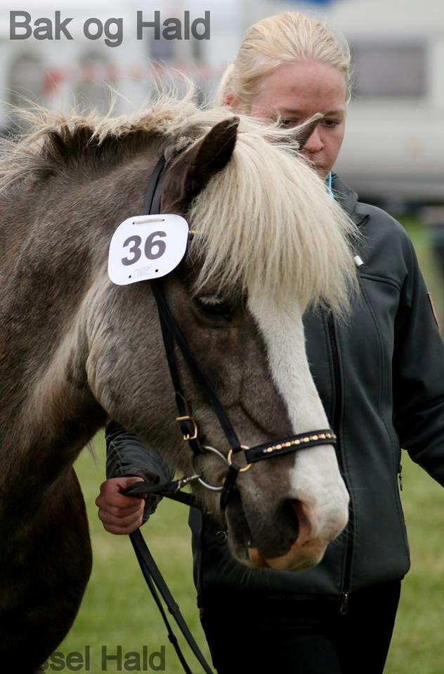 Islænder Bláfeldur frá Oddhóli - Lemvig Dyrskue 2014 billede 3