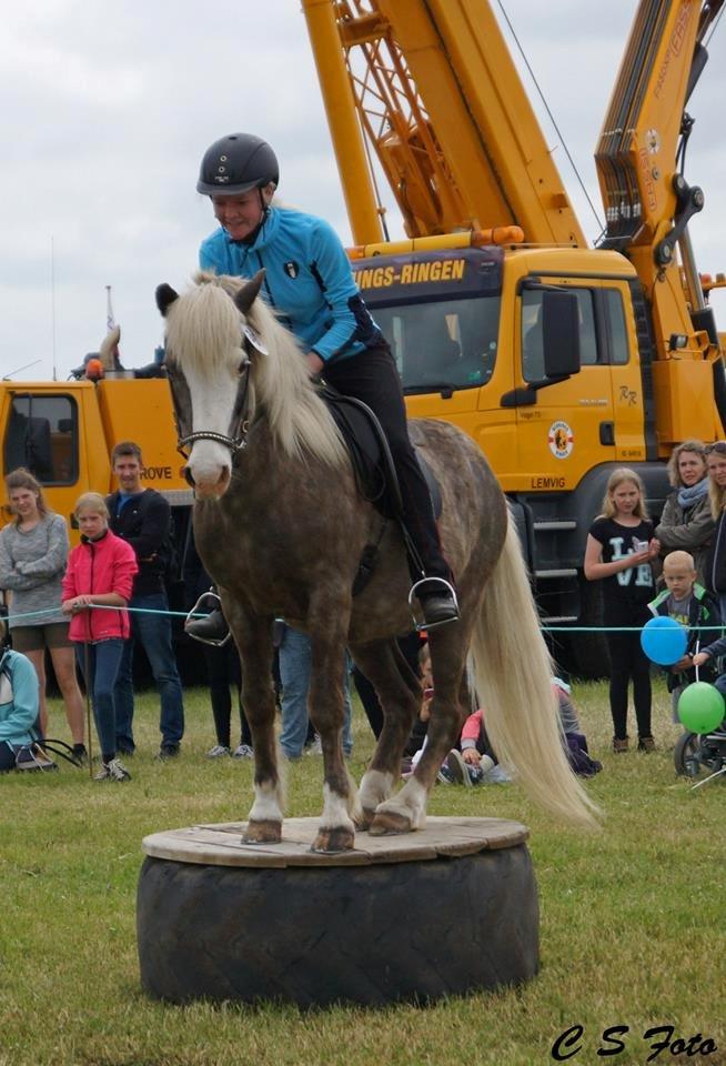 Islænder Bláfeldur frá Oddhóli - Agility under rytter - Lemvig dyrskue 2014 billede 19