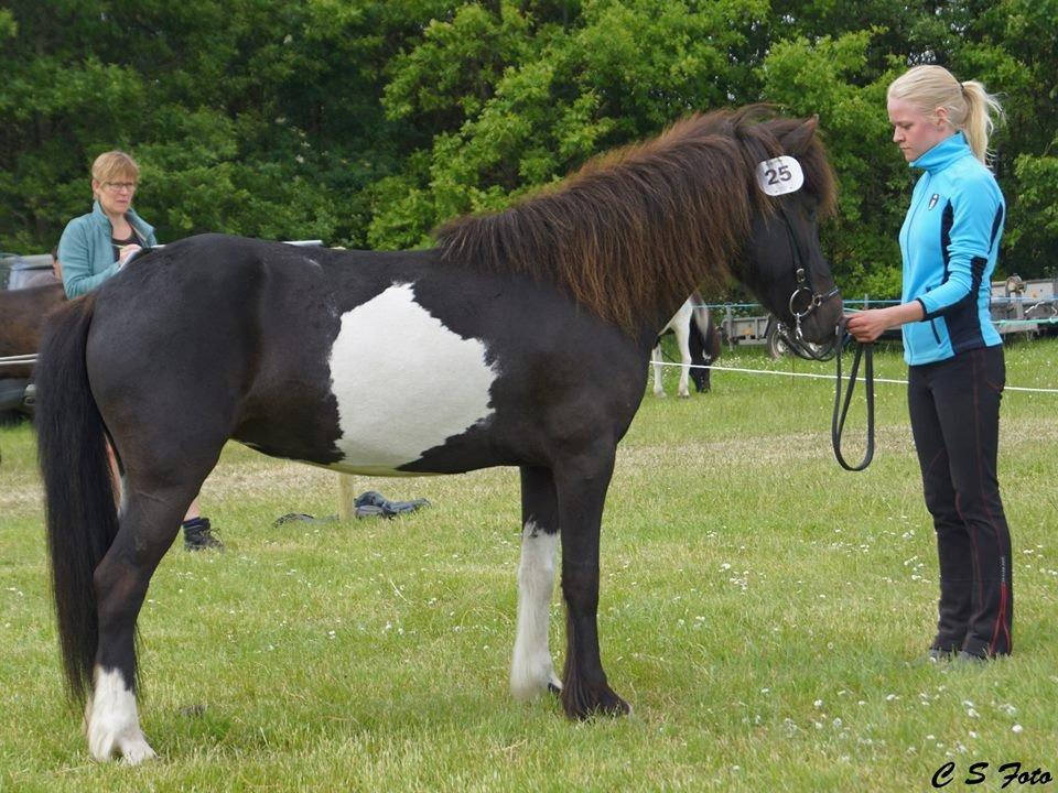 Islænder Fina fra Nysted - Lemvig Dyrskue 2014 - 6 bedste alvshest - 23 point og ærespræmie billede 1