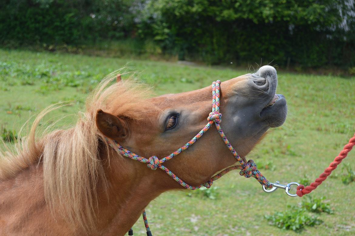 Shetlænder Veggerbys Papa Stour billede 8