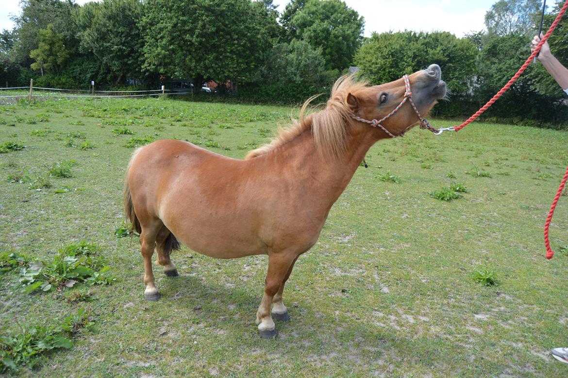 Shetlænder Veggerbys Papa Stour billede 16