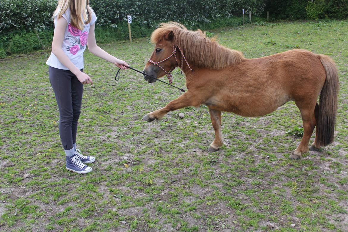 Shetlænder Veggerbys Papa Stour billede 17