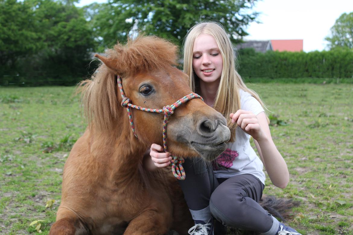 Shetlænder Veggerbys Papa Stour billede 19