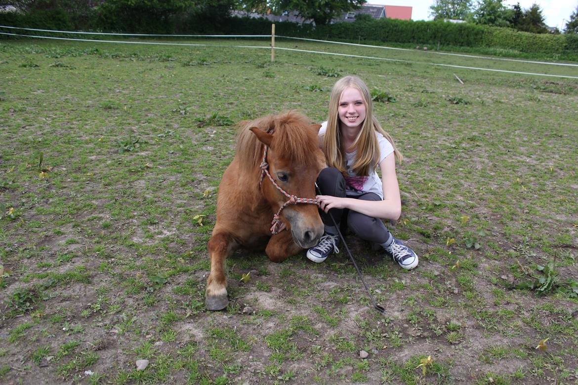 Shetlænder Veggerbys Papa Stour billede 18