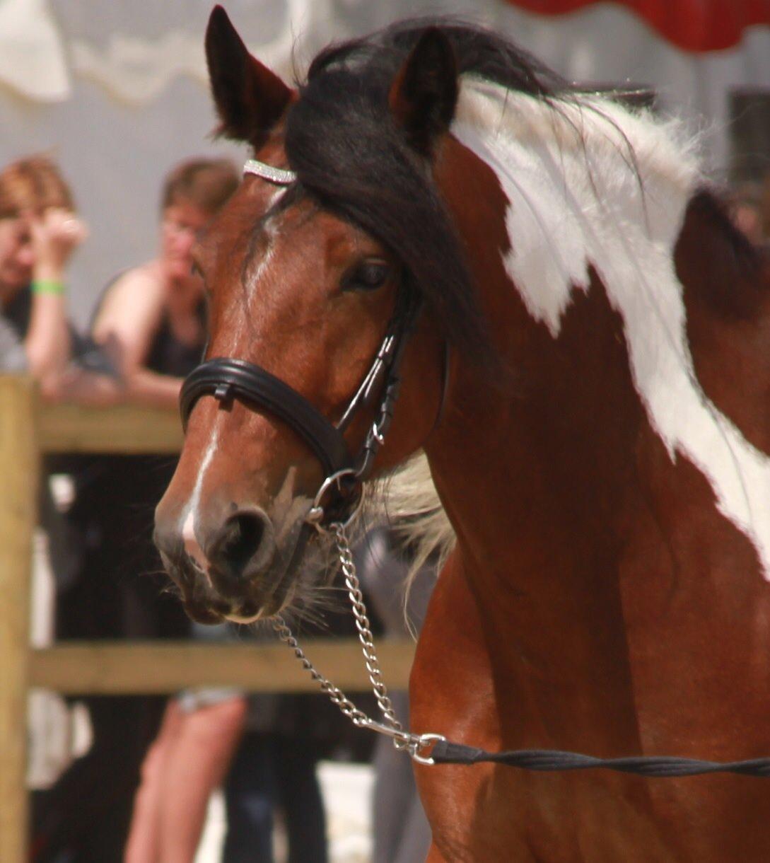 Tinker Satin's Con Fetti - Fetti RD 2014 billede 18