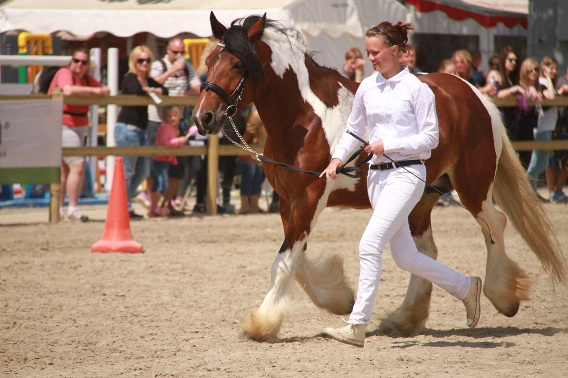 Tinker Satin's Con Fetti - RD 2014 - på vej ud fra mønstringskonkurrencen  billede 19