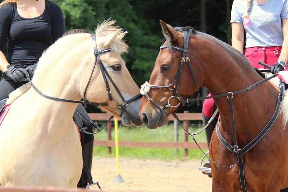 Fjordhest Sif (pony) ¤my soulmate¤ - sif&parten fotograf mig :)) billede 26