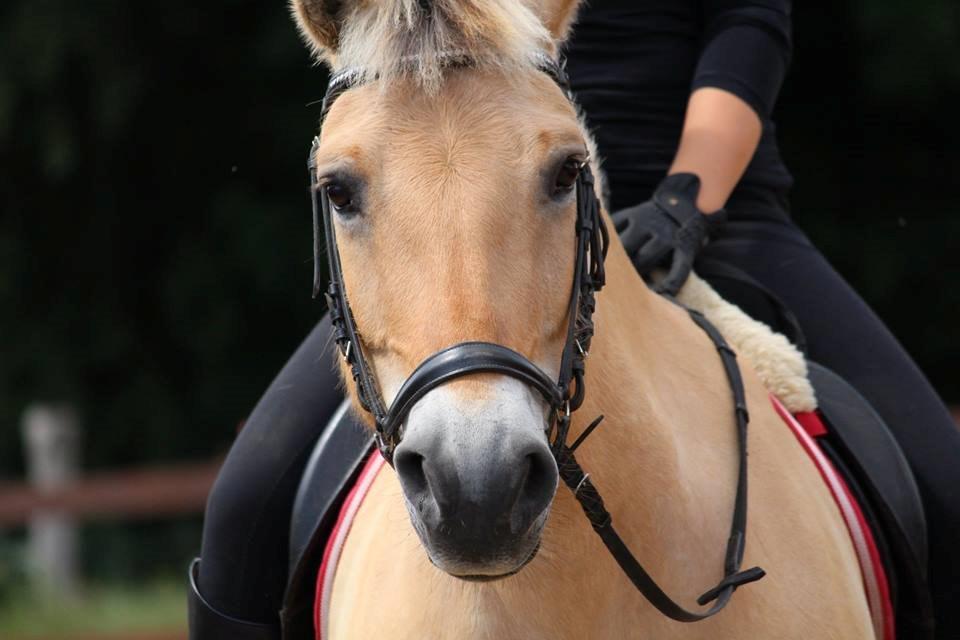 Fjordhest Sif (pony) ¤my soulmate¤ - sif&parten fotograf mig :)) billede 30