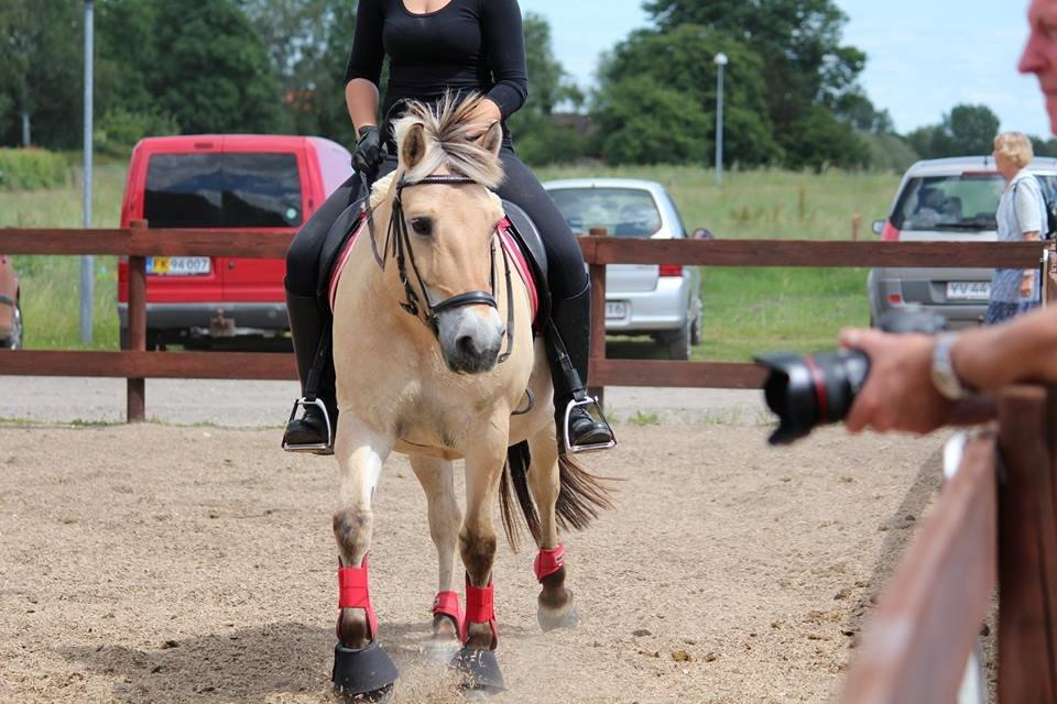 Fjordhest Sif (pony) ¤my soulmate¤ - sif&parten fotograf mig :)) billede 15