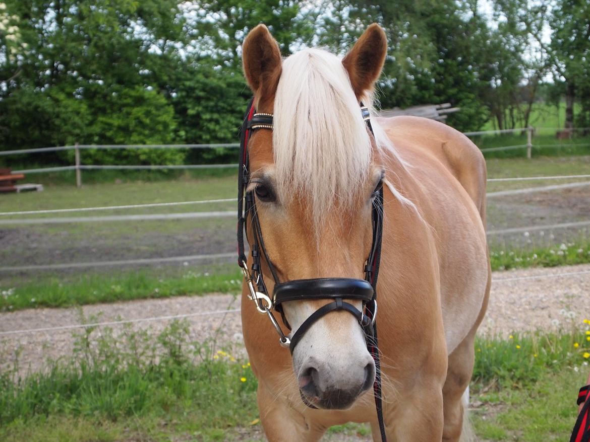 Haflinger Hans - Model Hans <3  billede 1