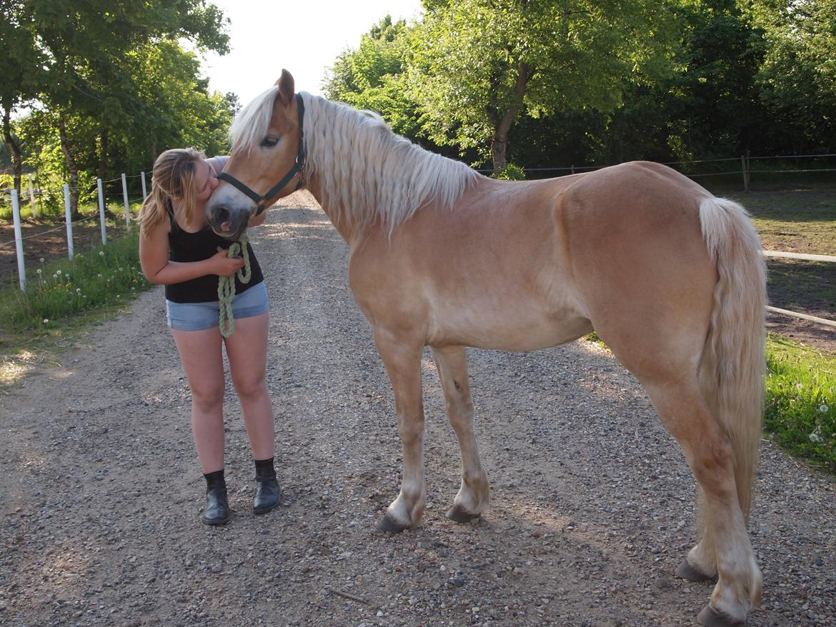 Haflinger Hans - Mor får lige en mysser ! <3  billede 3