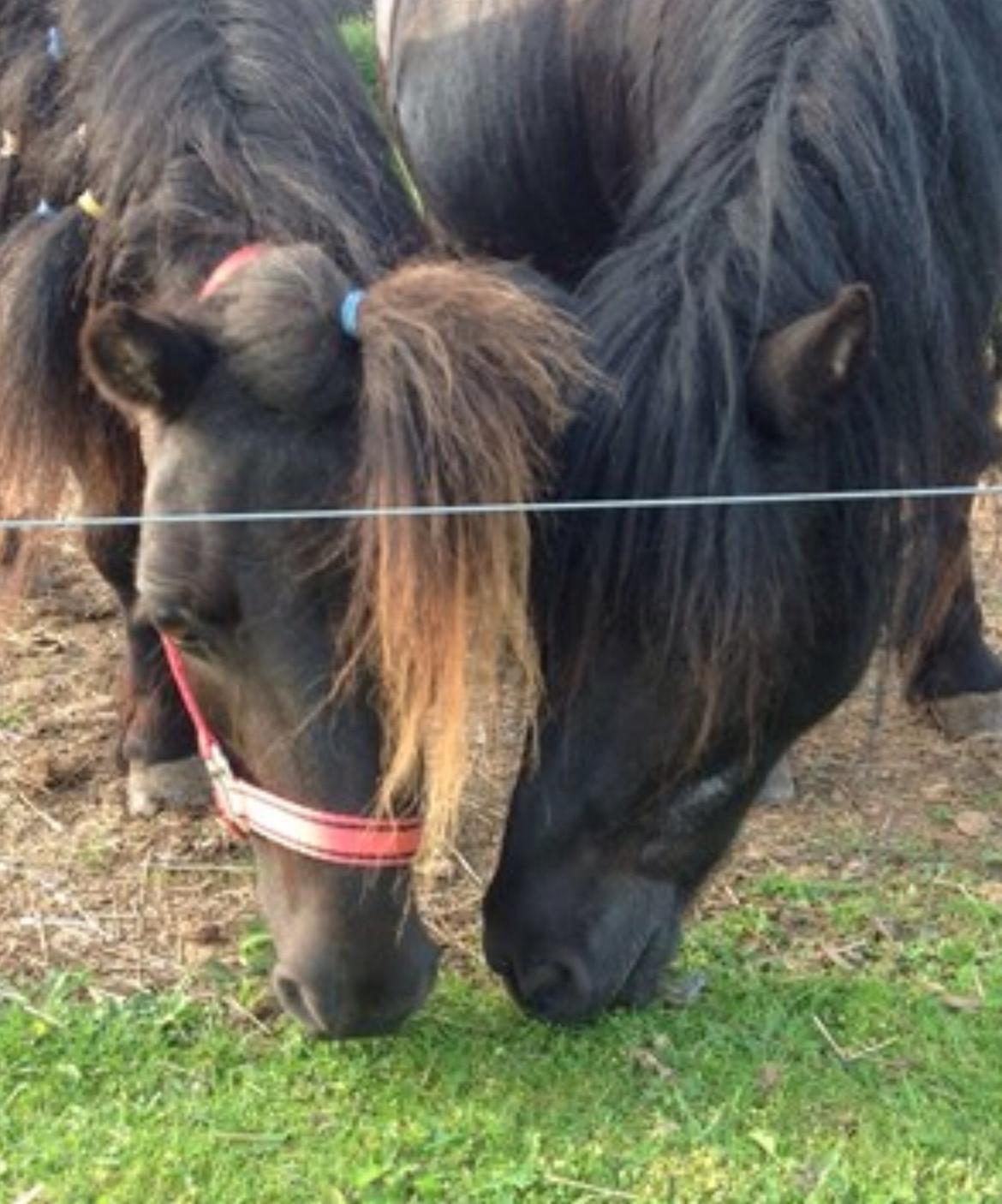 Shetlænder Lotte my litle starligh<3 billede 3