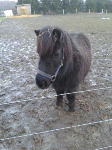 Shetlænder Lotte my litle starligh<3 - efterårstid med mudder øv billede 4