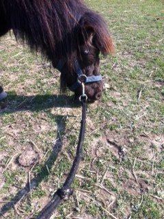 Shetlænder Lotte my litle starligh<3 billede 7