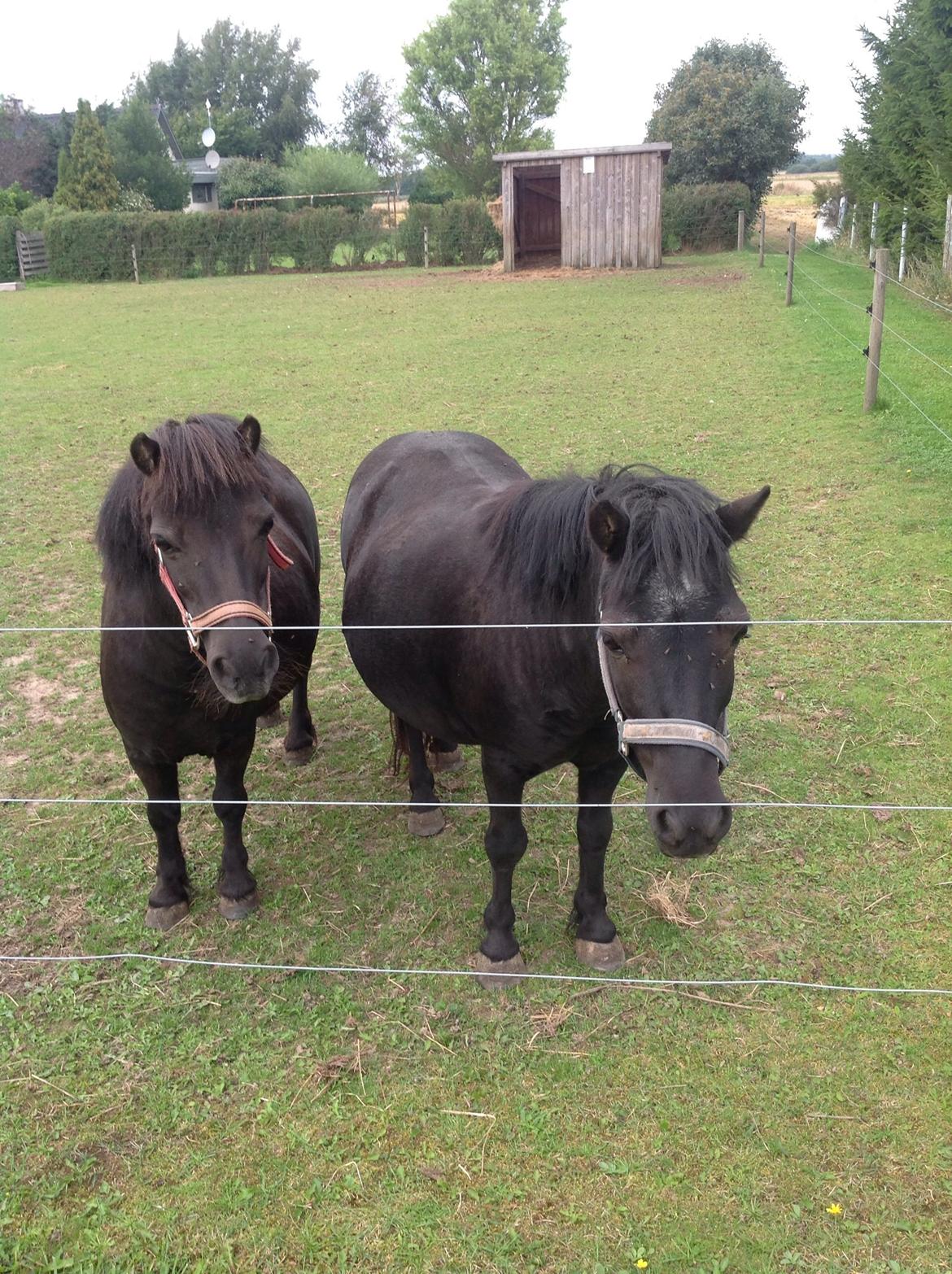 Shetlænder Lotte my litle starligh<3 billede 9