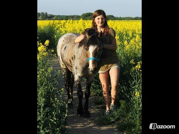 Welsh Pony (sec B) Muffe billede 7