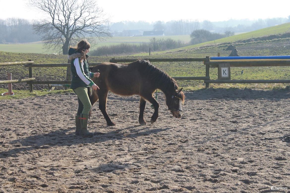 Welsh Pony (sec B) Muffe billede 8